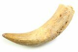 Rooted Crocodylomorph Tooth - Morocco #357853-1